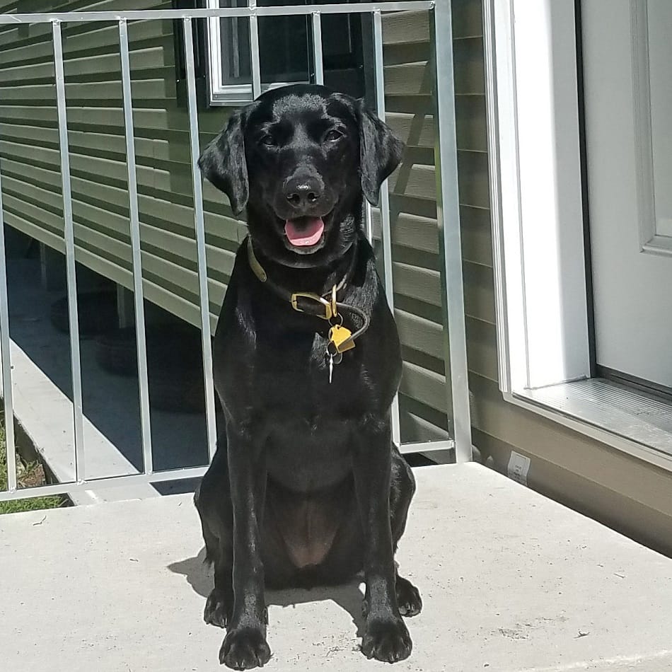 Happy black dog sitting outdoors