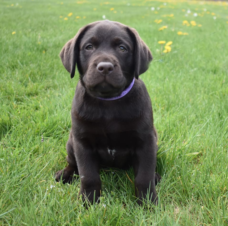Chocolate lab puppy sits outdoors